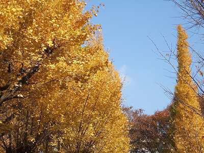 紅葉と空