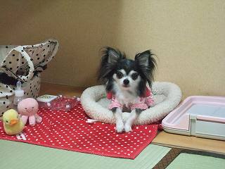 のんののばしょだんね