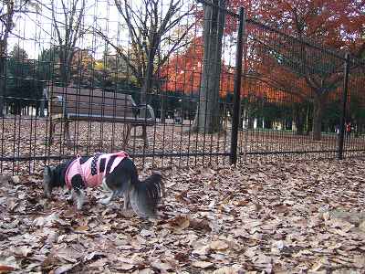 代々木公園ドッグラン