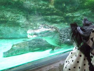 ワニさん、ｺﾝﾆﾁﾜﾜ