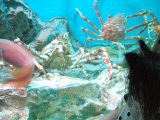 カニさん、ｺﾝﾆﾁﾜﾜ