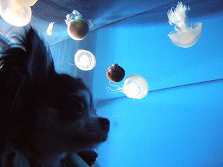 クラゲさん、ｺﾝﾆﾁﾜﾜ