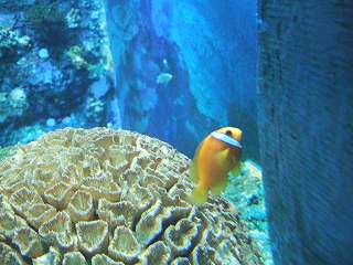 ニモさん、ｺﾝｲﾁﾜﾜ