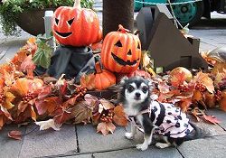 丸の内ハローウィンにて