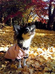 新宿御苑の紅葉