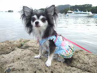 まつしまにきたわんょ