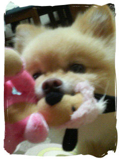 ゴリエちゃん・・・