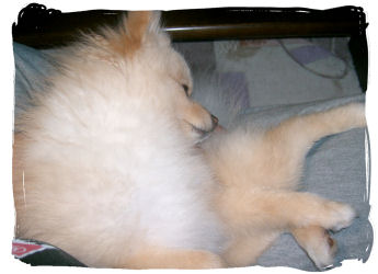 ぐーたら・・・