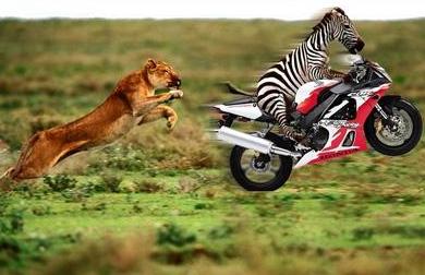 Zebra Escape.jpg