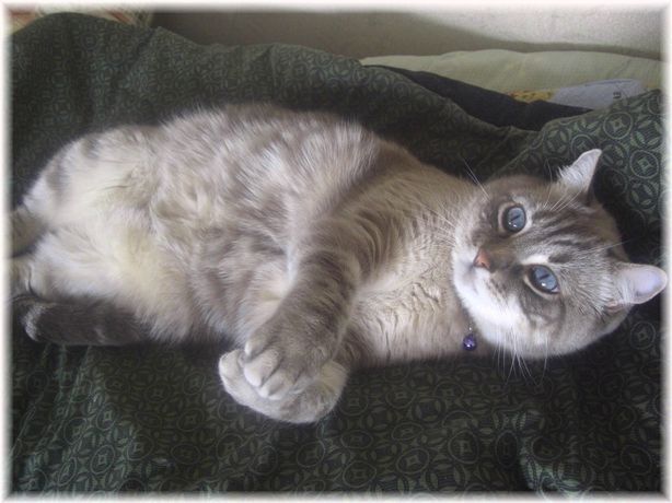 今日の茶々丸１．０５