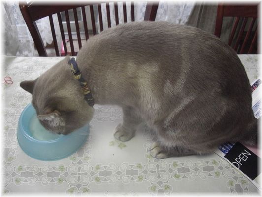 茶々が猫茶を飲んでます1.22