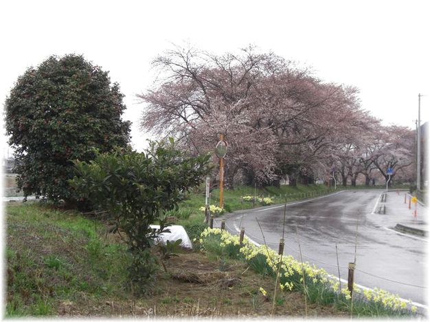 松川の桜4.11