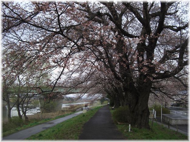 松川の桜