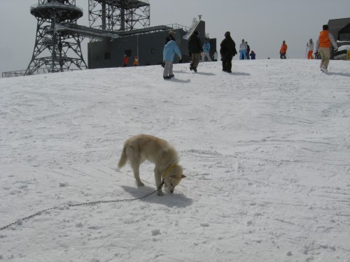 横手山ヒュッテの犬