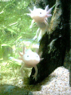 ウーパールーパーうくよ