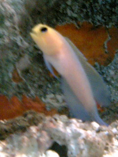 アニメ顔なお魚