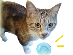 たいらげひめっち