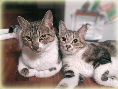 仲良しひめりん