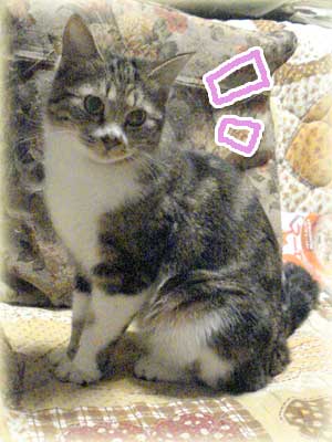 わき見ひめっち