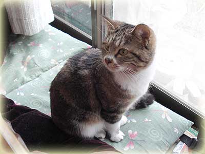 御節が気になるひめっち