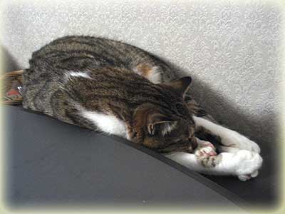 御節がきにならないりんご