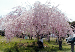 桜の傘