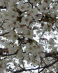sakura_2.jpg