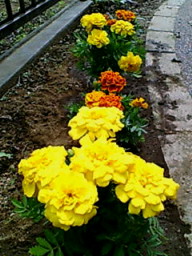 マリーゴールド