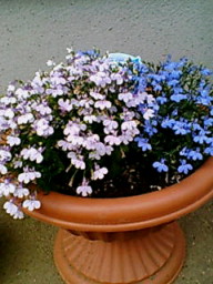 ロベリア（３色）