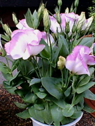 トルコキキョウ