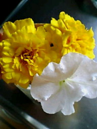 マリーゴールド＆ペチュニア