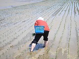 田植え