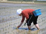 田植え