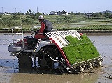 田植え