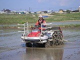 田植え