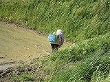 田植え