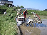 田植え