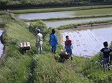 田植え