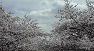 20080329桜