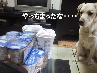ヨーグルト.JPG
