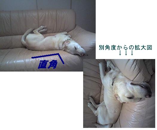 寝姿　4.JPG