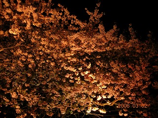 夜桜１.jpg