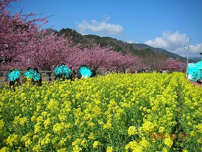 河津桜４.jpg