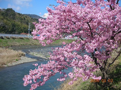 河津桜７.jpg