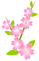 桜.gif