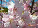 河津桜・アップ１.jpg