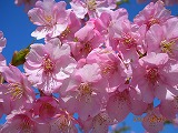 河津桜・アップ２.jpg