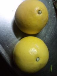 頂き物の土佐文旦