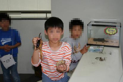 カブトムシと幼虫を手で持つ体験