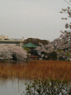 不忍池とさくら